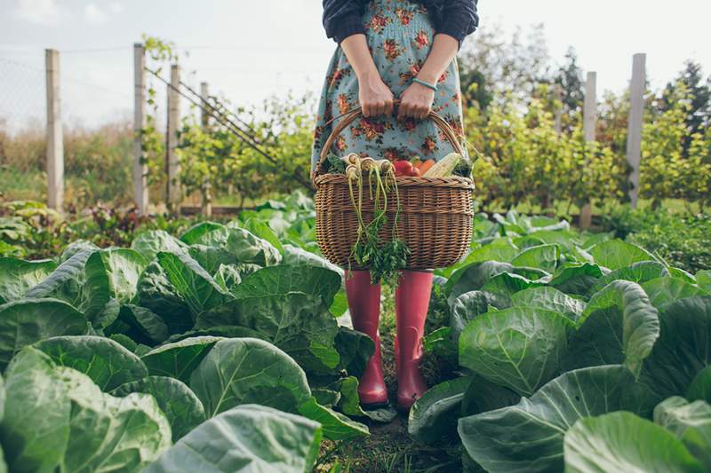 La jardinería puede mejorar su salud mental