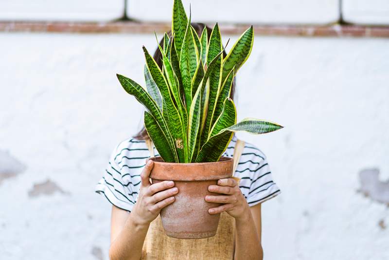 Minha planta em vaso estava à beira da morte antes de eu perfurar um buraco de drenagem