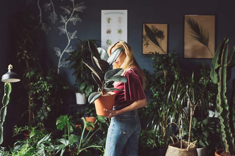 As melhores idéias de jardim em ambientes fechados para todos os tipos de pessoas de plantas