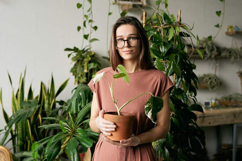 Kā pagatavot savas insekticīdās ziepes tikai ar 2 sastāvdaļām