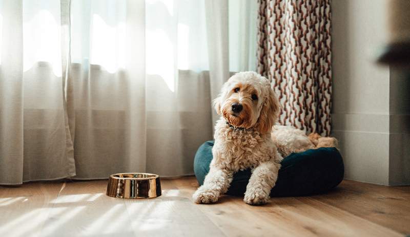 9 stilfulde hundesenge, der ser godt ud i din stue og er gode til din hvalp