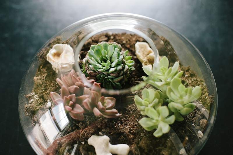 9 terrariums faciles à maintenir pour embellir votre espace