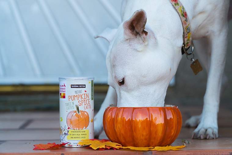 Ahora puede obtener un café con leche de especias de calabaza para su mascota