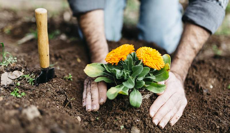 6 produk yang harus dimiliki yang mencegah gulma mengambil alih kebun Anda, menurut para ahli hortikultura