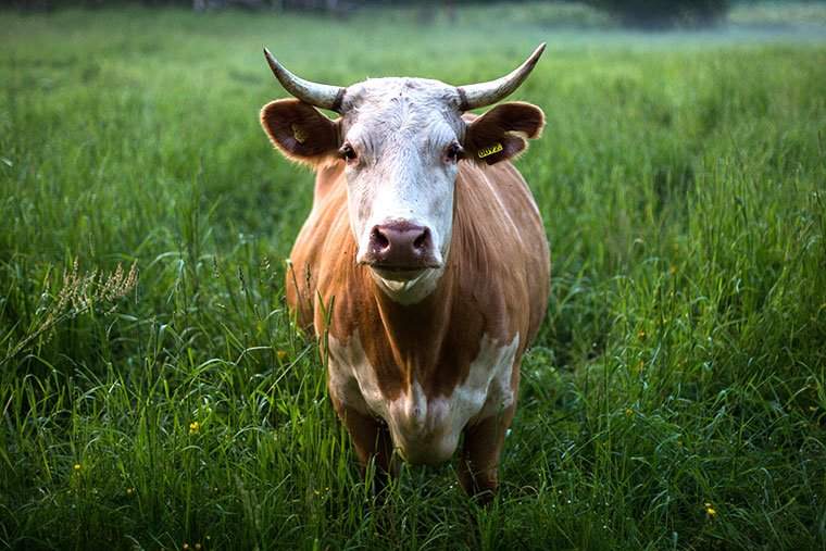 Come questo nuovo probiotico potrebbe aiutare seriamente l'ambiente