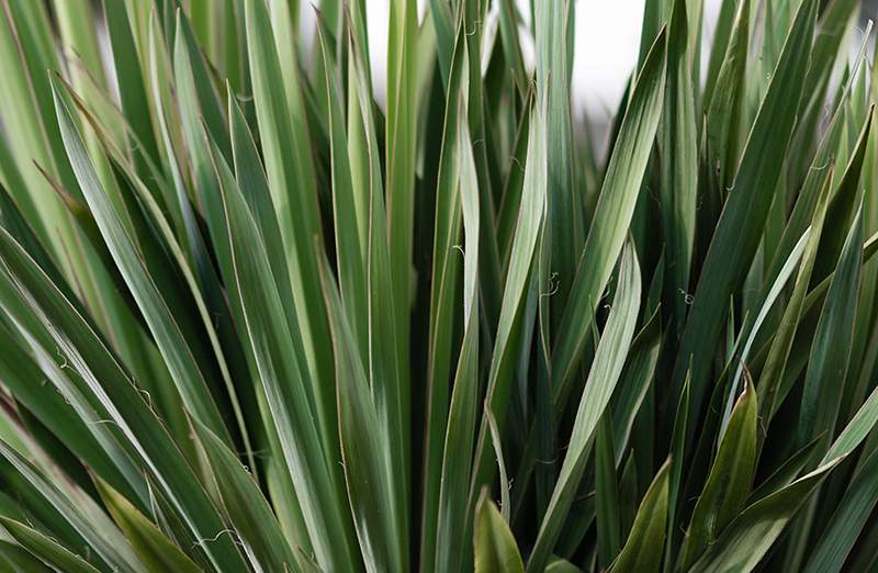 Come prendersi cura della tua pianta Yucca, il più grande succulento di tutti