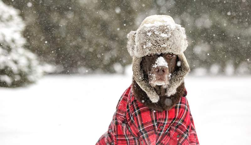 6 cappotti invernali per cani che li terranno tosti anche nelle temperature più fredde