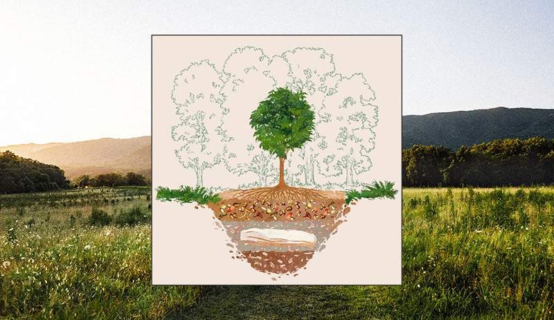 Rencontrez la nouvelle entreprise d'inhumation eco qui vous transformera en arbre à votre mort, naturellement