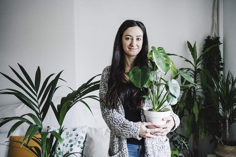 Esta é a melhor planta para dar de presente e como impedir que ela se torne um fardo botânico