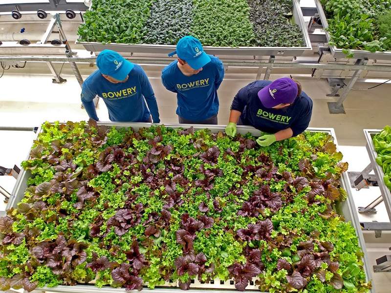 Cum agricultura interioară facilitează mâncarea local cultivată local, fără pesticide