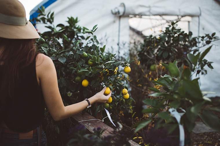 6 conseils d'élevage qui ont aidé les pouces verts en 2017