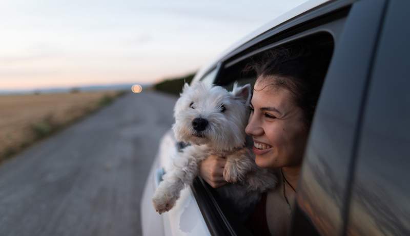 Esta cubierta de asiento para el automóvil impermeable y a prueba de cobertizo es imprescindible para los padres de mascotas, y es un 30% de descuento para el día primo