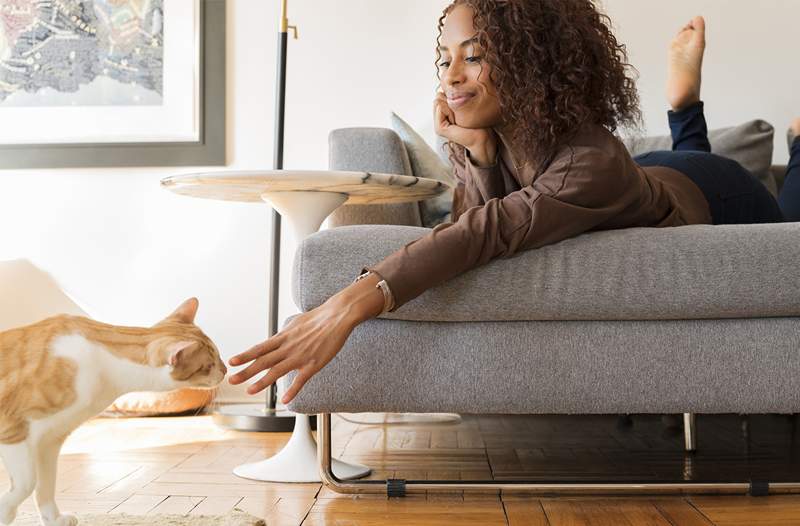 Atenção, os amantes de animais de estimação Dyson Ball Animal Vacuum é tão descontado que é basicamente grátis