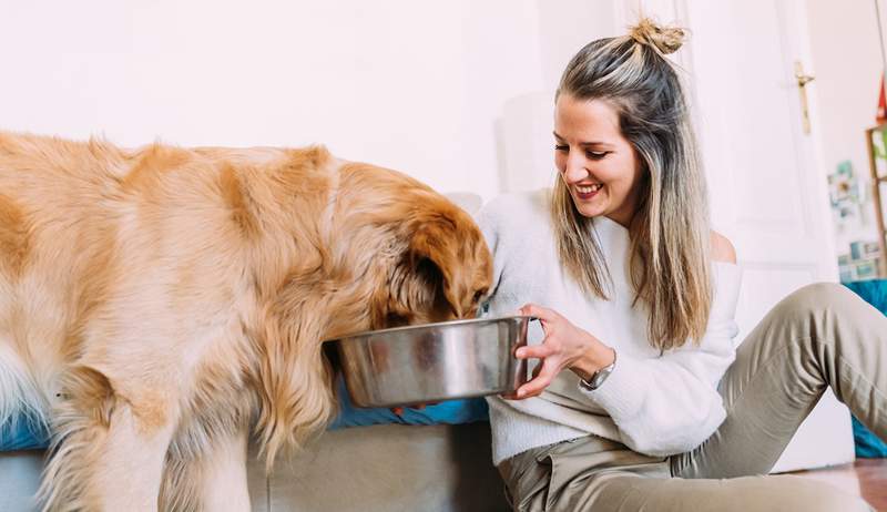 Mangkuk makanan dan air anjing Anda mungkin menyebabkan nyeri leher dan radang sendi itu adalah 10 pilihan yang lebih baik, semua yang direkomendasikan oleh dokter hewan