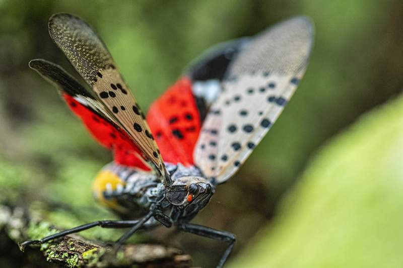 Dood alsjeblieft deze prachtige bug (en voel je er niet slecht over)