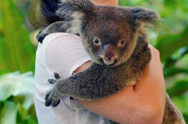 Die australischen Buschfeuer sind immer noch toben, wie Sie helfen können