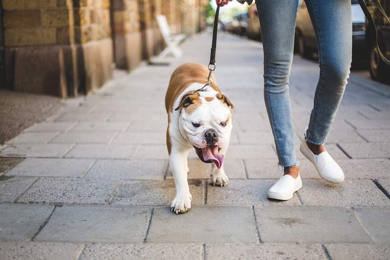 Perché avere un cane è decisamente buono per la tua salute