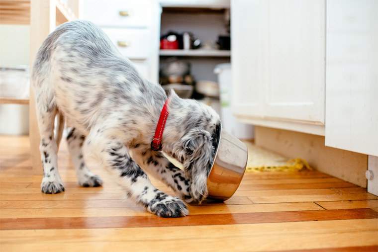 Por qué su mascota pronto comerá alimentos que sea tan saludable como la suya