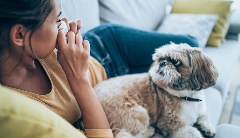 Eu tive um cachorro 'hipoalergênico' há 5 anos e descobri que sou altamente alérgico a ele, como estou gerenciando