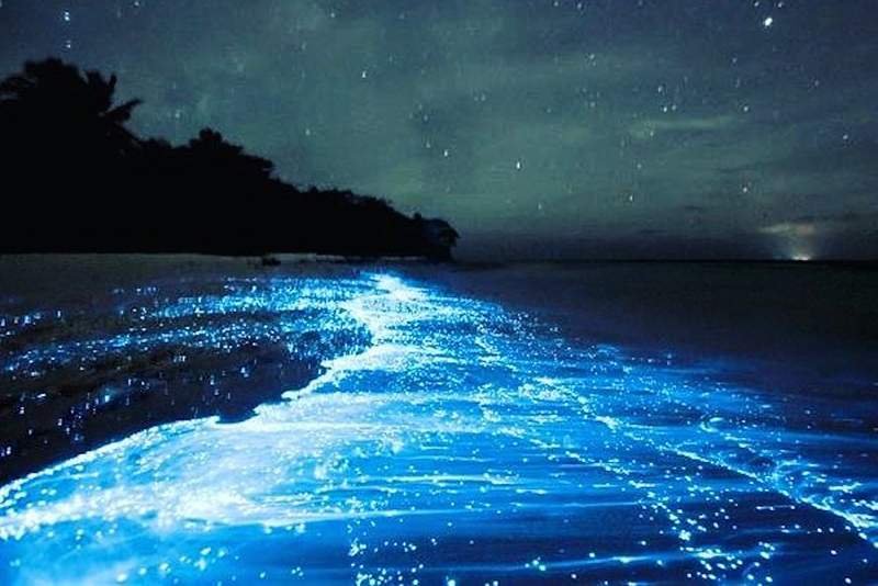 Fant de bioluminescerende strendene med den mest andre verdens glød i verden