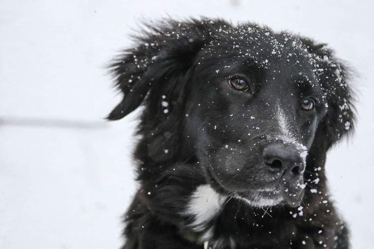 PSA PUP-ul tău * Probabil * are nevoie de o garderobă de iarnă, de aceea