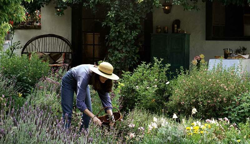 8 Flerårige blomster med lite vedlikehold for sett-og-gleme-det hagearbeid