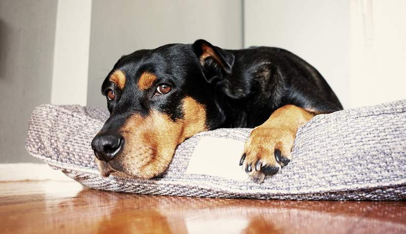 Posteľ vášho psa môže spôsobiť bolesť kĺbov-9 ortopedických možností schválených veterinárom poskytuje väčšiu podporu