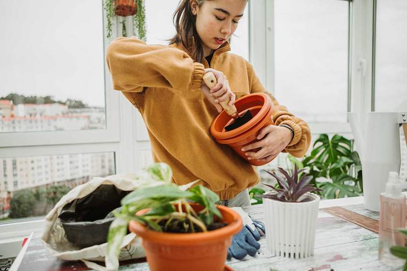 Comment protéger votre jardin des ravageurs de fin de saison, selon un médecin