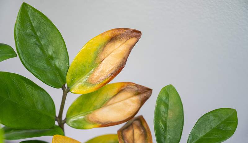 Voici exactement ce qu'il faut faire si les feuilles de votre plante deviennent jaunes, selon les mamans de la plante professionnelle