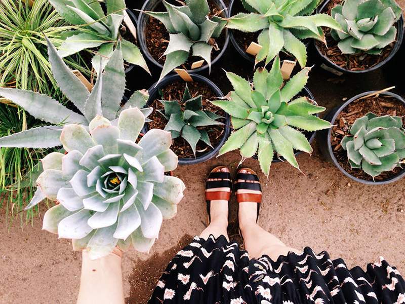 15 Regalos para cada amante de las plantas en su vida, desde su esposa, esposa hasta su woo-woo bff