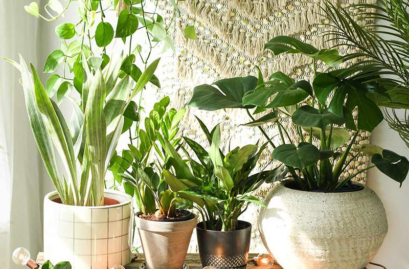 10 stilige planters som gir plantene dine et nytt hjem for under $ 30