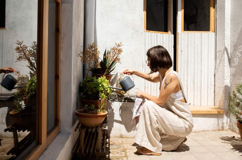 Como manter suas plantas vivas durante uma onda de calor