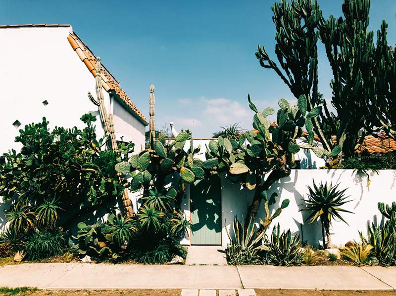 Xeriscaping usa menos agua para darle a su jardín más color y vida silvestre