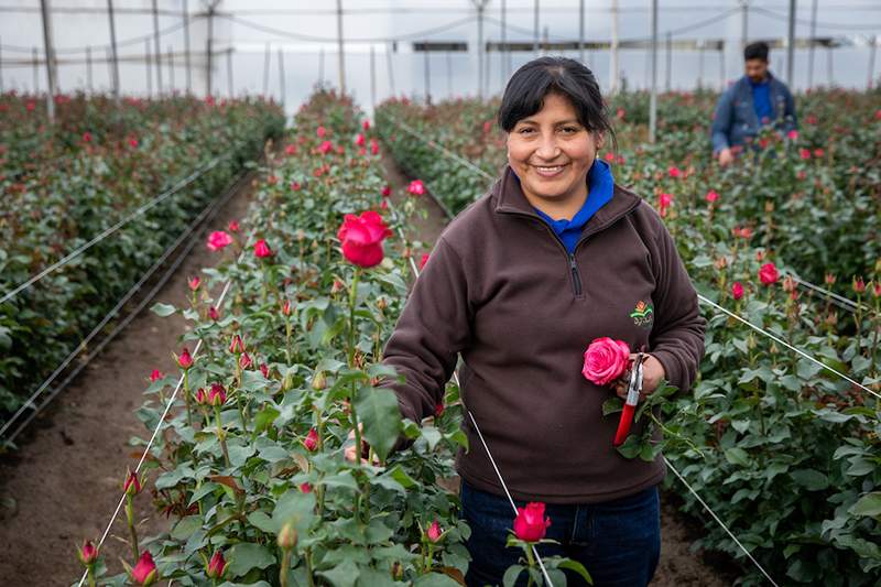 250 milioni di rose vengono vendute ogni giorno di San Valentino, come si assicurano di acquistare fiori di provenienza etica