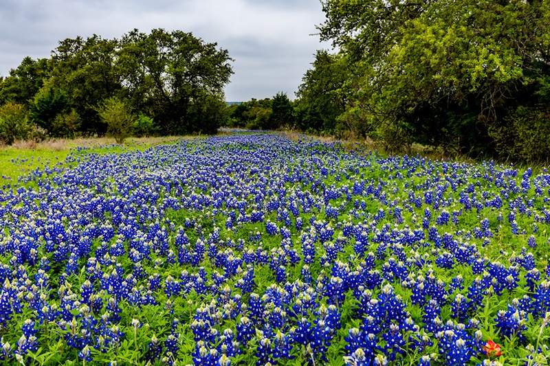 Texas Bluebonnets er superblomsten i sør-og vi har bildene for å bevise det