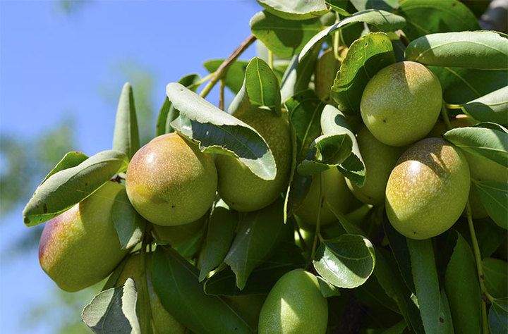 Kunne denne naturlige skønheds superstjerne ingrediens være den næste kokosnøddeolie?