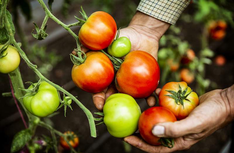 Wie man Tomaten richtig anbaut, heißt es nach einem Gartenexperten