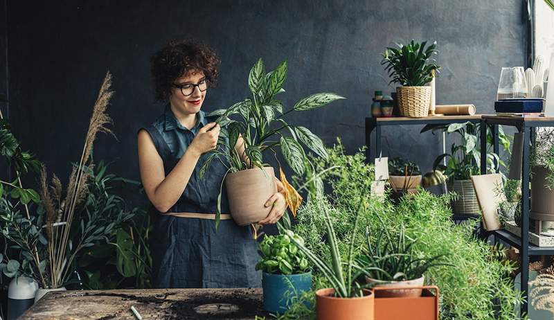 Dette Amazon-hacket under $ 20 er min hemmelighet for å holde mine dusinvis av stueplanter i live mens jeg er på sommerferie