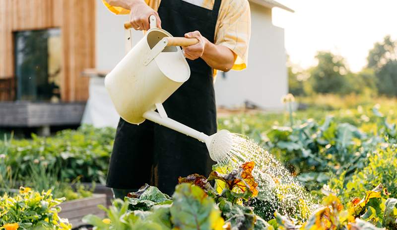 El mejor momento para regar sus plantas es antes de que el amanecer, ¿por qué